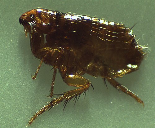 Домашні блохи і як від них позбавитися