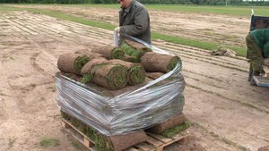 Як садити і вирощувати газонну траву в рулонах?