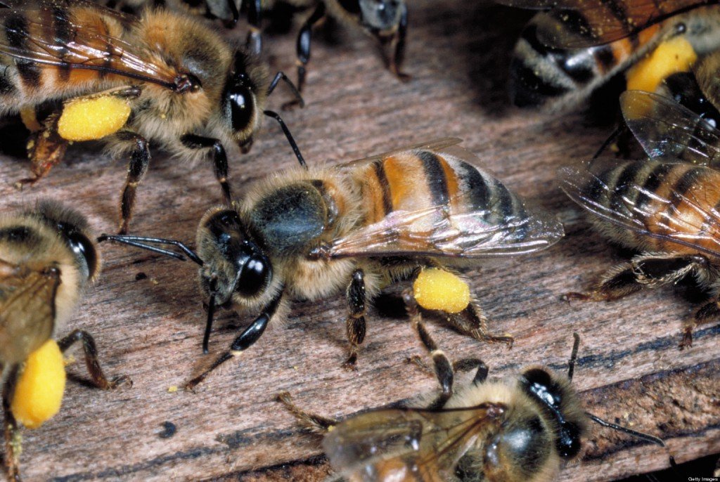 Чим небезпечні африканські (африканизированные) бджоли вбивці: