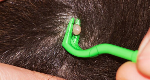 Выкручиватель кліщів Uniclean Tick Twister – опис та відгуки