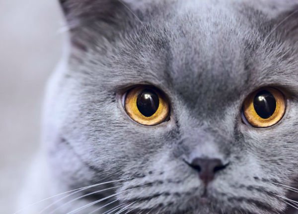 Дерматит у кішок: види, симптоми і лікування