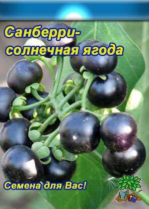 Санберрі — вирощування ягоди з насіння і догляд за нею