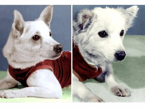 Собаки космонавти: чотирилапі герої ХХ століття