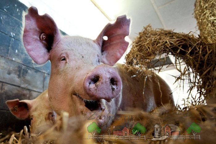 Стимулятори і біодобавки для швидкого росту свиней
