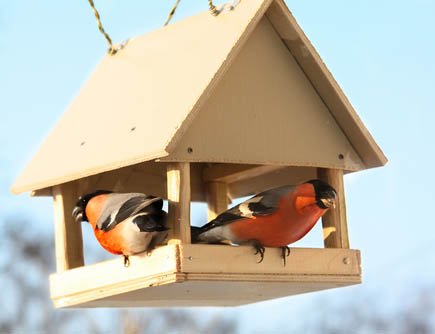 Самостійне виготовлення годівниці для птахів