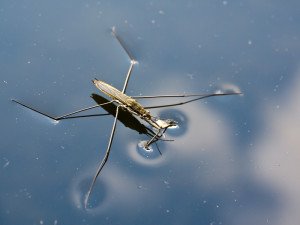 Клопи: види клопів, клоп солдатик, меблевий клоп, водомір, клоп гладиш, щитник.