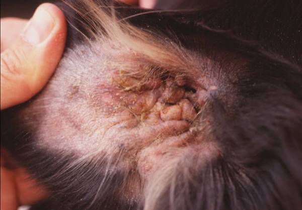 Діагностика та лікування отиту у собак