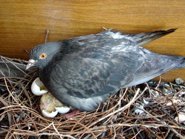Можуть голуби залишити гніздо через людину