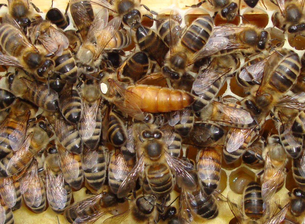 Бджоли породи Бакфаст: фото та характеристика цього виду
