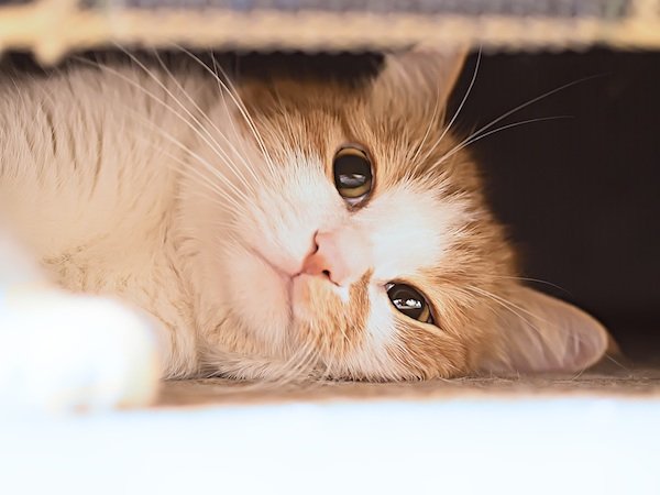 Парапроктит у кішок: основні ознаки захворювання