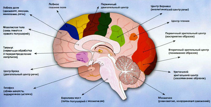 Будова головного мозку і його функції