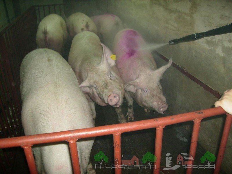 Короста у свиней: причини і методи лікування захворювання