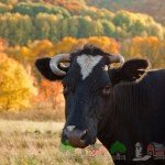 Анатомія і будова корови: фото і відео огляд