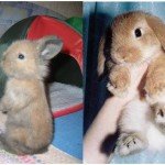 Як визначити вік кролика: поради і фото