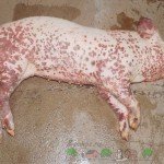 Пика у свиней: симптоми захворювання і його лікування