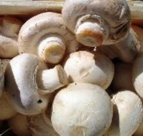 Вирощування грибів вдома