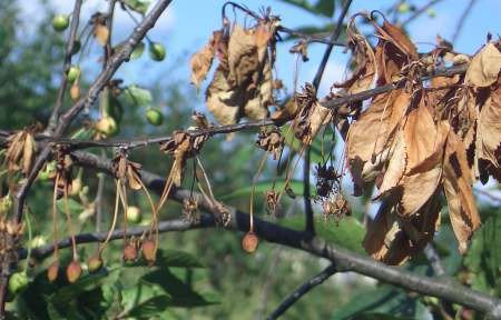 Обробка вишні від шкідників: вишнева муха, довгоносик, попелиця