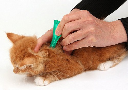 Нет блох у кошки в домашних условиях 400