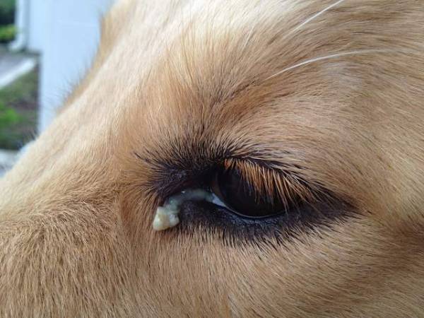 Чому гнояться очі у собаки? Зясовуємо причини і чим лікувати