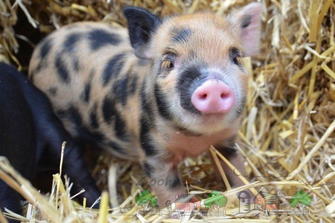 Огляд карликових свійських свиней: їх опис і відео
