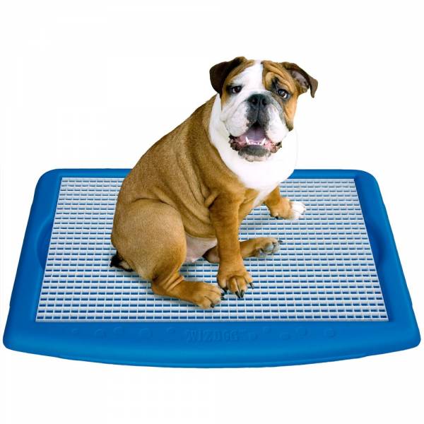 Лоток для собак: що вибрати для домашнього чистюлі?