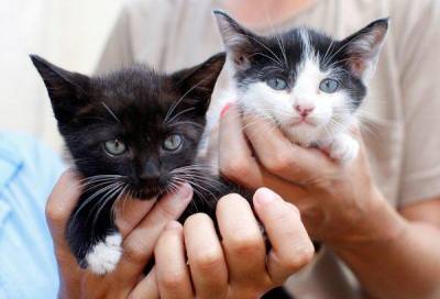 Зоонозы: хвороби, спільні для кішки і людини