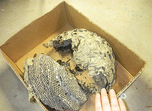 Шершень звичайний і його фото: чи потрібно боятися укусу цієї комахи? Шершень звичайний і його фото: чи потрібно боятися укусу цієї комахи?