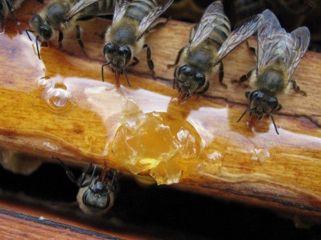 Підгодівля бджіл: взимку, навесні, восени (відео)