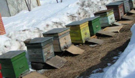 Коли виставляти бджіл із зимівника: правила виставки