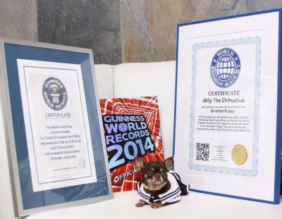 Найменша собака в світі: ТОП 3 рейтинг