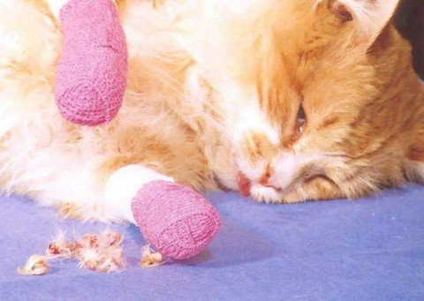 Видалення кігтів у кішок – що ховається за назвою «Операція мякі лапки»?