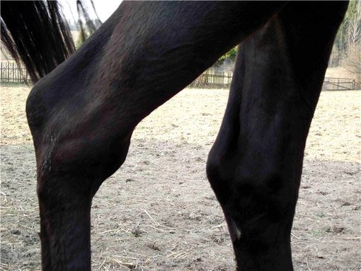 Різноманітні хвороби у коней: їх симптоми і лікування
