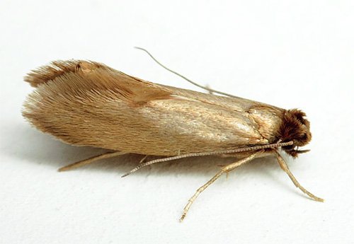 Міль і її фото (а також кілька слів про меблеву моль)