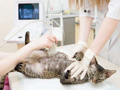 Мастит у кішки: причини виникнення та методи лікування