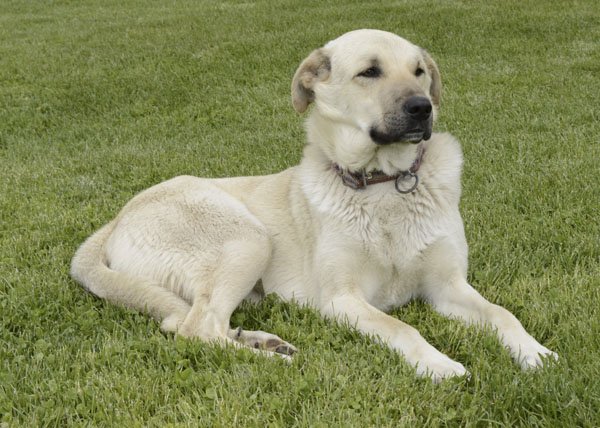 Anatolijska Vivcharka Velikij Oglyad Porodi Foto Doglyad Za Tvarinami