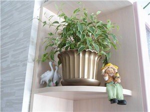 Як доглядати і розмножувати фікус Кінкі в домашніх умовах?