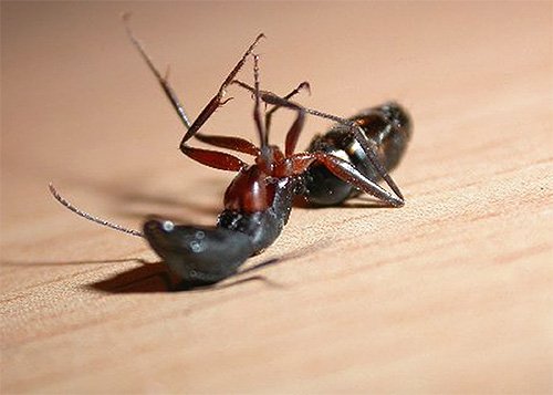 Кошти від домашніх мурашок в квартирі: вибираємо найбільш ефективне