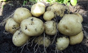 Особливості ведення городу по системі Митлайдера