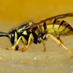 Як уникнути укусів бджіл та ос