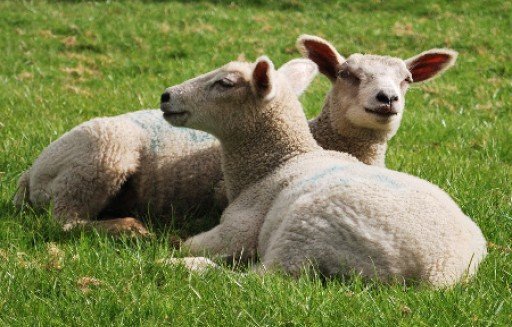 Вівці: правильний догляд