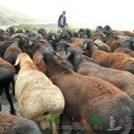 Огляд овець і баранів Гіссарської породи: фото та відео
