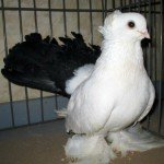 Огляд ставних голубів, їх опис, відео та фото