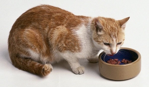 Чим годувати кішку після пологів? Правила здорового раціону