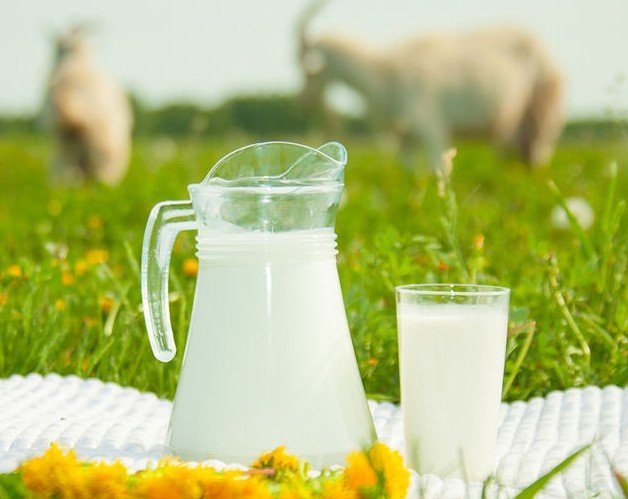 Дівоче молоко у кози: причини появи та рішення