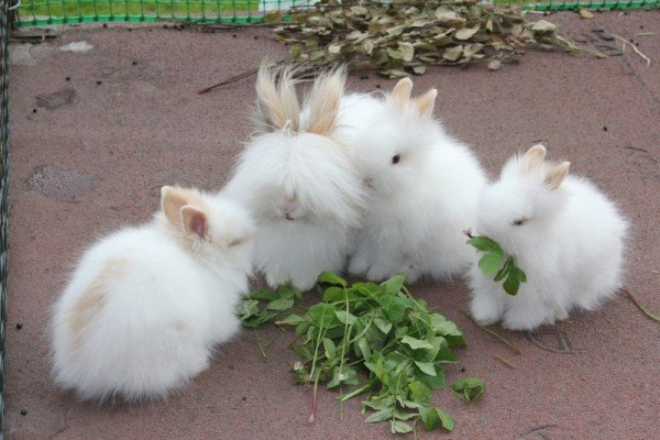 Чим годувати декоративного кролика в домашніх умовах