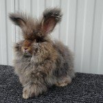 Декоративнй ангорський кролик: огляд породи і фото