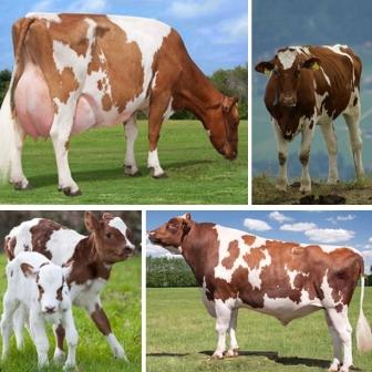 Айширская корова особливості породи
