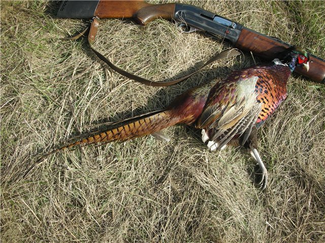 Огляд звичайного кавказького фазана, його фото і відео
