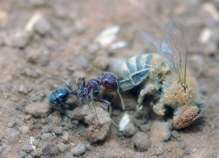 Вороги і шкідники бджіл: як боротися і які види небезпечні