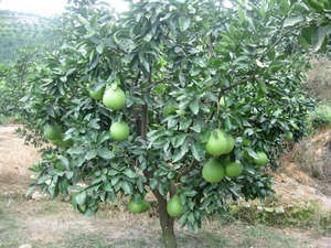 Як росте фрукт помело, де його вирощують